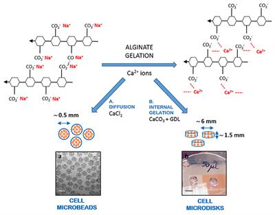 A New High Throughput Screening Platform for Cell Encapsulation in Alginate Hydrogel Shows Improved Hepatocyte Functions by Mesenchymal Stromal Cells Co-encapsulation